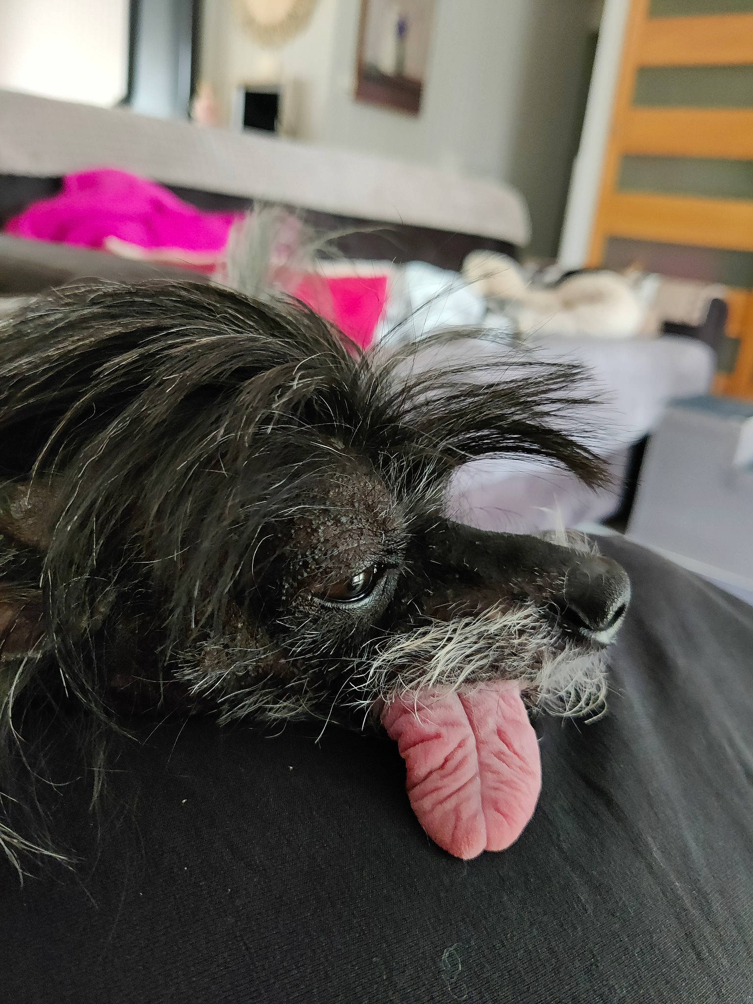 Julius a rejoint le concours — aidez-le/la à gagner de superbes lots ! canidae, claw, comfort, companion_dog, dog, dog_breed, ear, finger, flooring, foot, fur, gesture, hand, liver, nail, snout, sporting_group, tail, toy_dog, whiskers