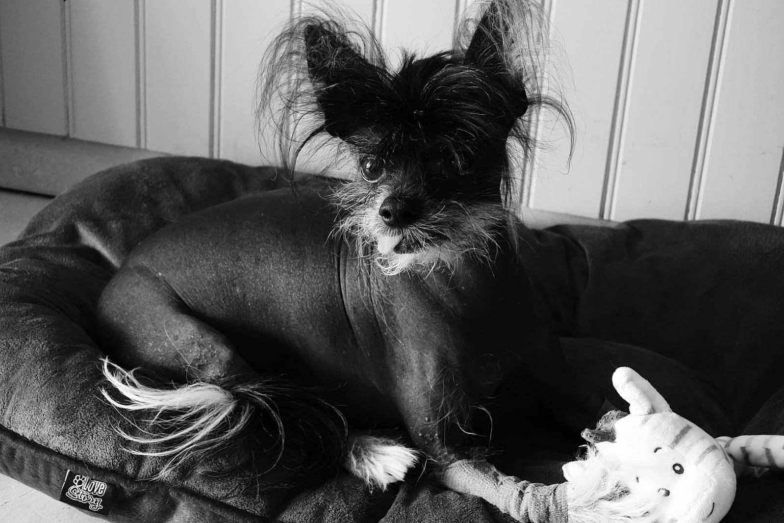 Julius a rejoint le concours — aidez-le/la à gagner de superbes lots ! black, carnivore, comfort, companion_dog, couch, dog, dog_breed, ear, mammal, monochrome, monochrome_photography, small_terrier, snout, style, tail, terrier, toy, toy_dog, whiskers, white