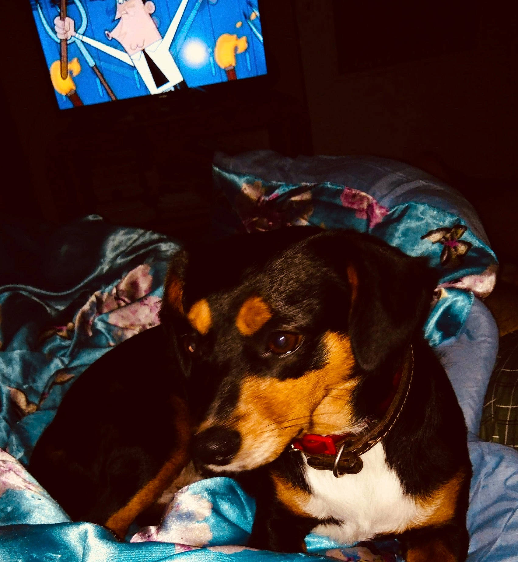 Jessy joined the competition — help win amazing prizes! canidae, carnivore, collar, comfort, companion_dog, couch, dog, dog_breed, dog_collar, dog_supply, fawn, fur, hound, output_device, picture_frame, scent_hound, snout, sporting_group, whiskers, working_animal