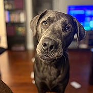 Rocko is registered to the contest to win money with this photo: dog, black_dog, pet, indoor, close_up, curious, expression, bokeh, wooden_floor, bookshelf, television, blurred_background, canine, mammal, animal, portrait, head_tilt, looking_at_camera, domestic_animal, companion