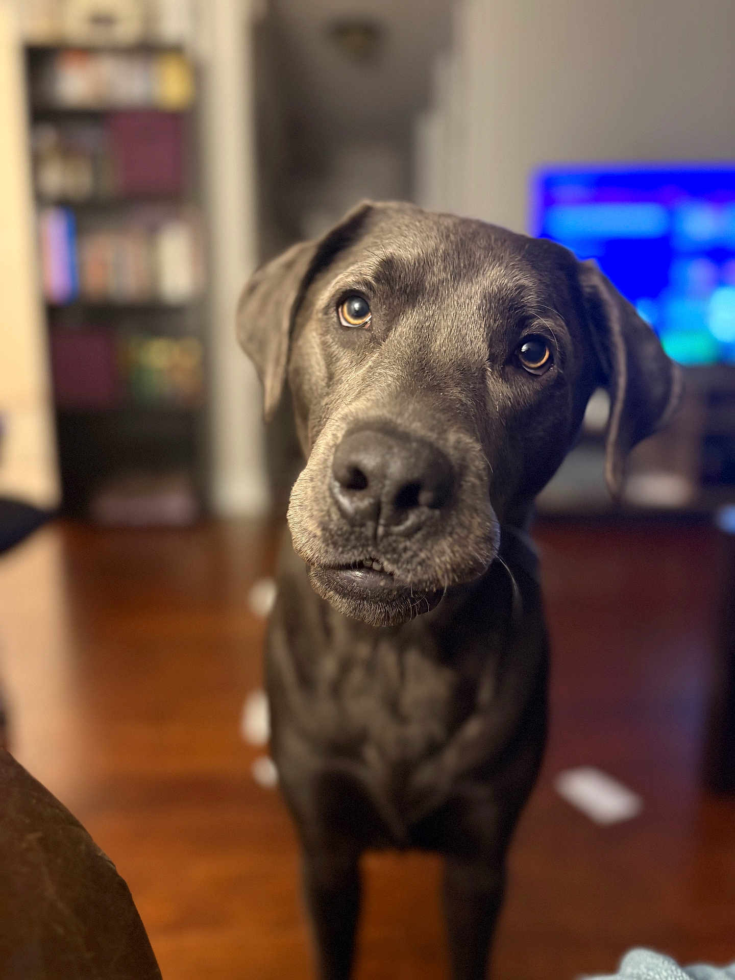 Rocko is registered to the contest to win money with this photo: dog, black_dog, pet, indoor, close_up, curious, expression, bokeh, wooden_floor, bookshelf, television, blurred_background, canine, mammal, animal, portrait, head_tilt, looking_at_camera, domestic_animal, companion