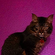 Banzi participe au concours pour gagner de l'argent avec cette photo :