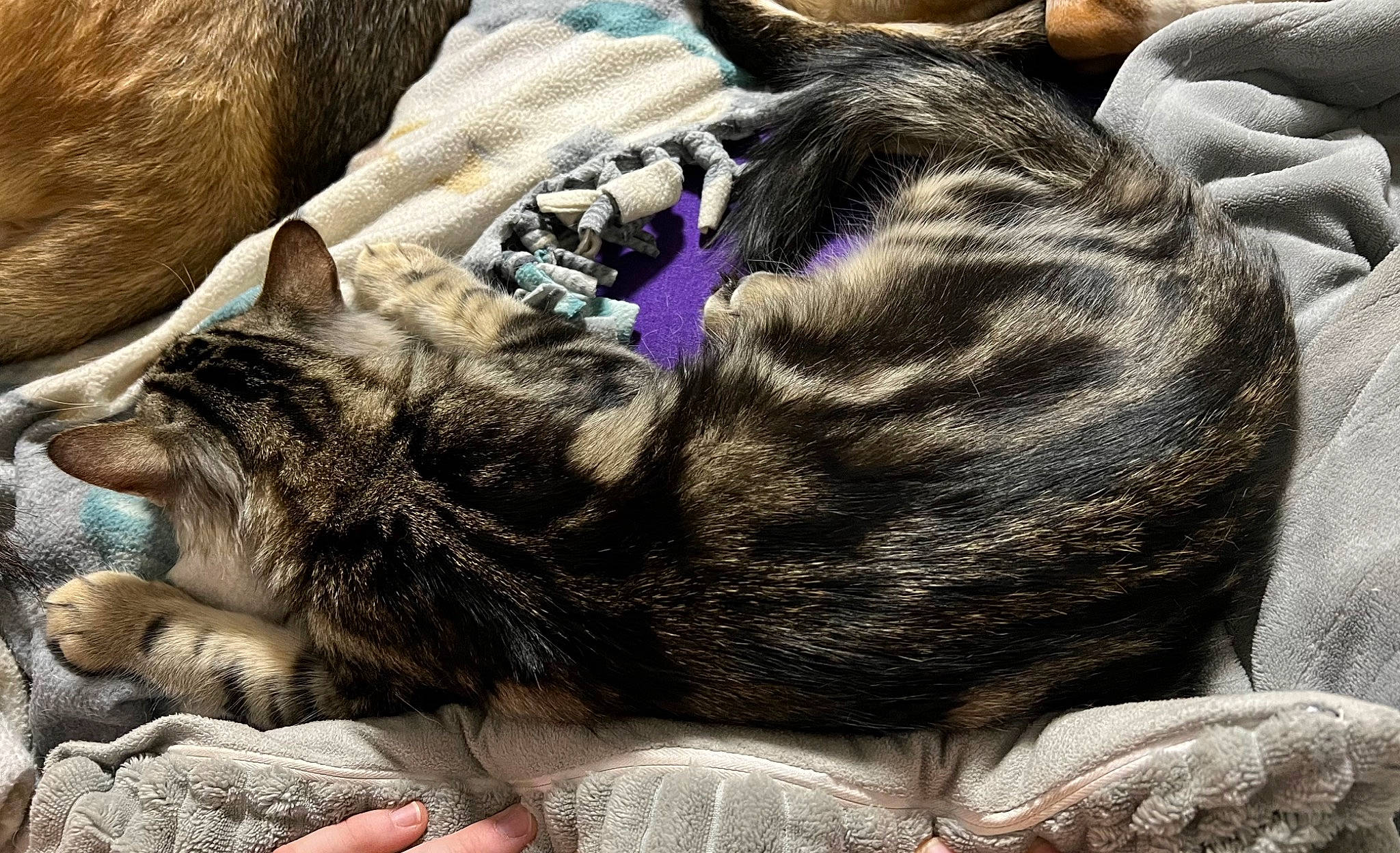 Lux Craft joined the competition — help win amazing prizes! carnivore, cat, claw, comfort, domestic_short_haired_cat, felidae, fur, grass, nap, paw, sleep, small_to_medium_sized_cats, snout, tail, textile, whiskers