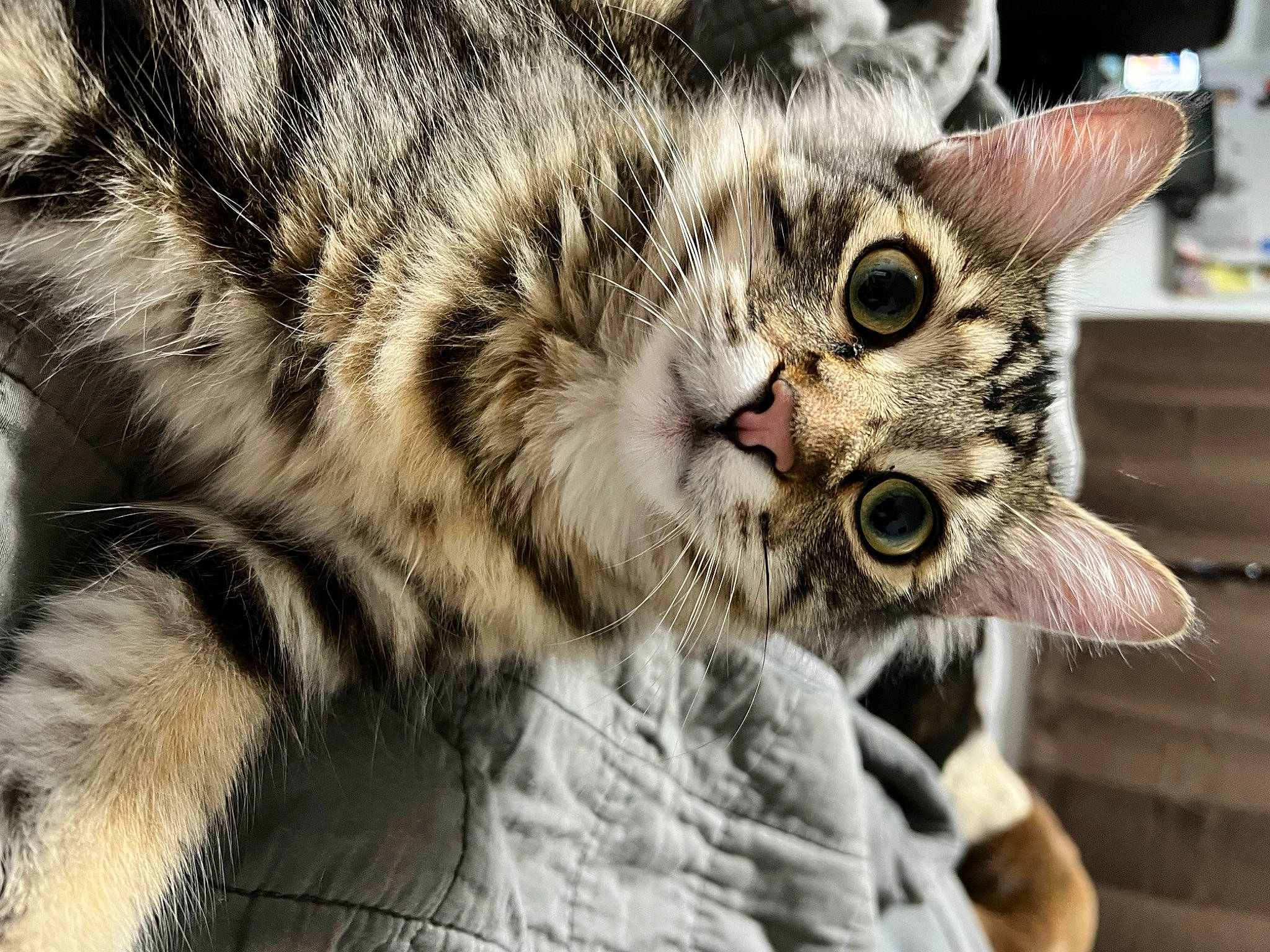 Lux Craft is registered to the contest to win money with this photo: carnivore, cat, claw, domestic_short_haired_cat, eye, felidae, fur, paw, small_to_medium_sized_cats, snout, tail, terrestrial_animal, whiskers, wildlife