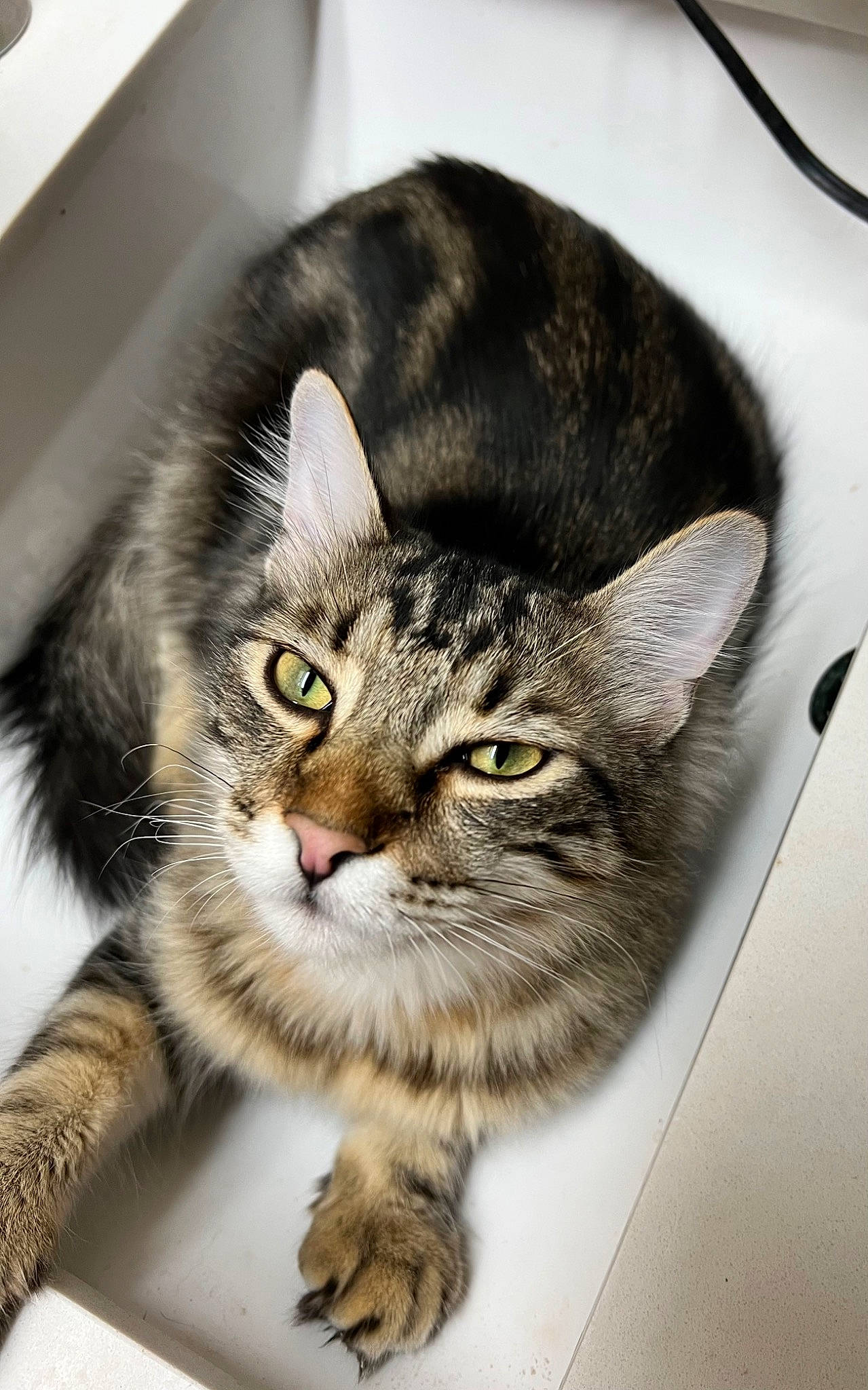 Lux Craft is registered to the contest to win money with this photo: art, carnivore, cat, domestic_short_haired_cat, door, felidae, fur, paw, small_to_medium_sized_cats, snout, tail, terrestrial_animal, whiskers, wildlife, window