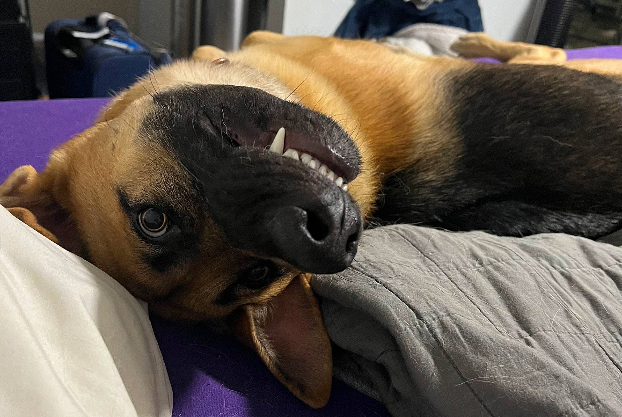 Django Leonidas is registered to the contest to win money with this photo: canidae, carnivore, collar, comfort, companion_dog, dog, dog_breed, ear, fawn, guard_dog, nap, non_sporting_group, pug, puppy_love, snout, sporting_group, toy_dog, whiskers, working_animal, wrinkle