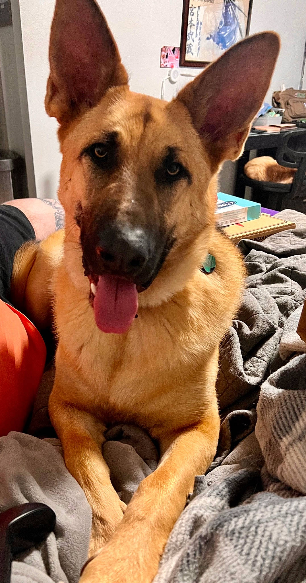 Django Leonidas joined the competition — help win amazing prizes! canidae, carnivore, collar, companion_dog, dog, dog_breed, dog_collar, dog_supply, fawn, fur, german_shepherd_dog, guard_dog, herding_dog, old_german_shepherd_dog, paw, snout, sporting_group, whiskers, working_animal, working_dog