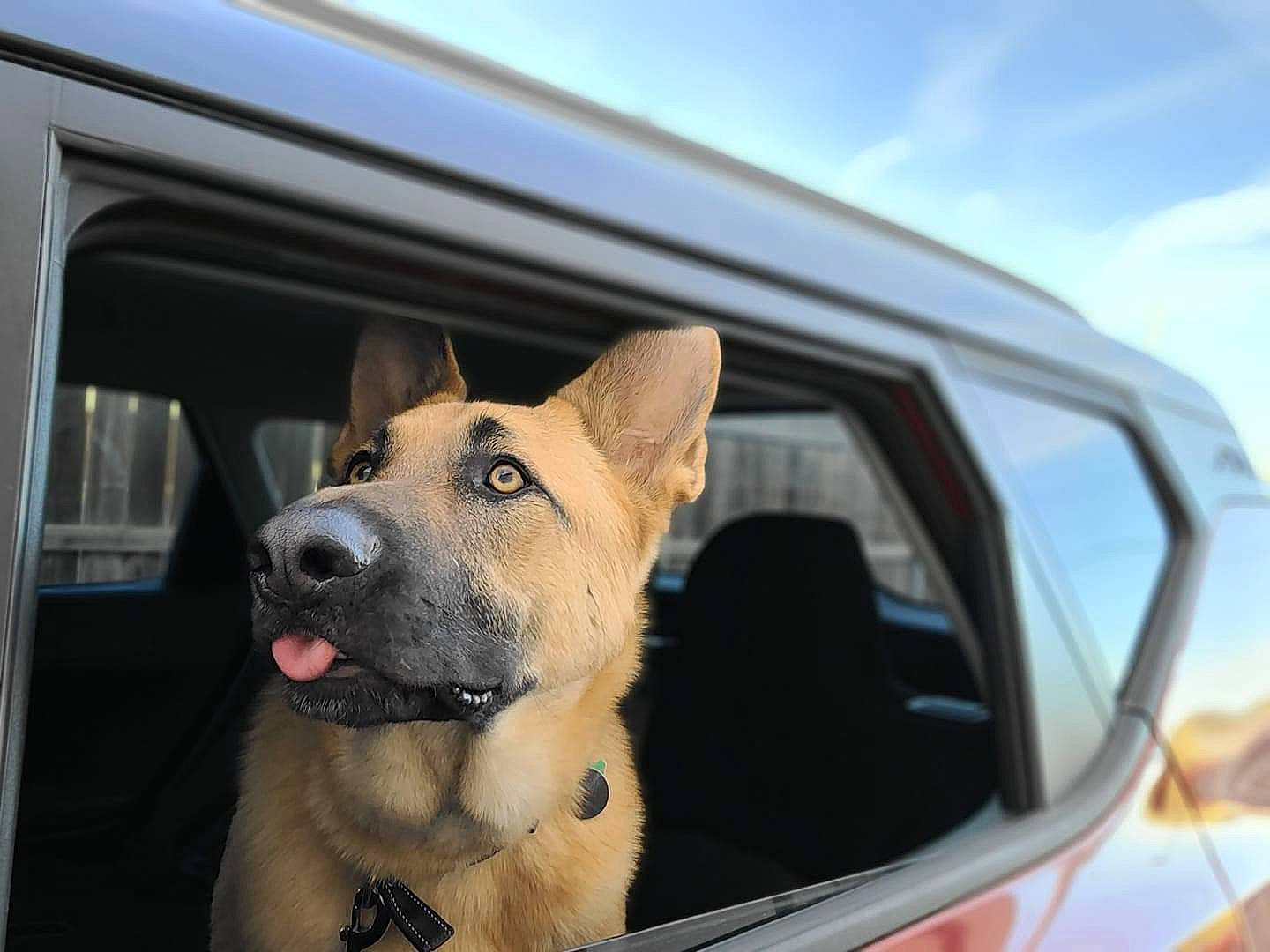 Django Leonidas joined the competition — help win amazing prizes! automotive_exterior, automotive_lighting, automotive_mirror, car, carnivore, cloud, companion_dog, dog, dog_breed, herding_dog, hood, mirror, motor_vehicle, personal_luxury_car, sky, spitz, vehicle, vehicle_door, windscreen_wiper, windshield