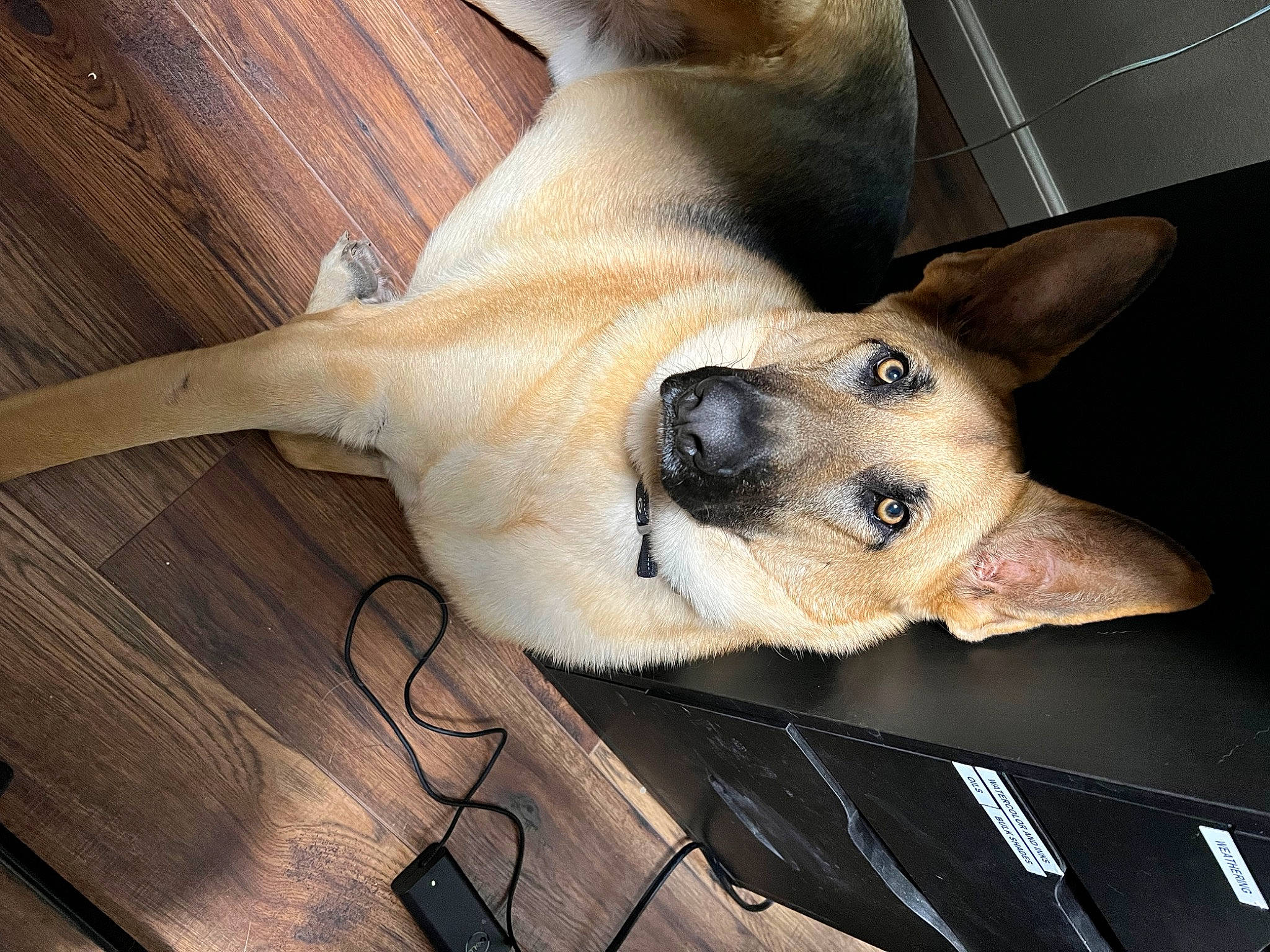 Django Leonidas joined the competition — help win amazing prizes! canidae, carnivore, collar, companion_dog, dog, dog_breed, fawn, flooring, foot, fur, hardwood, mammal, non_sporting_group, paw, sporting_group, terrestrial_animal, whiskers, wood, working_animal