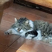 Schrek participe au concours pour gagner de l'argent avec cette photo : cat, sleeping, fluffy, fur, tile_floor, sunlight, indoor, resting, cozy, wooden_furniture, paw, animal, pet, relaxed, home, shadow, floor, tabby, domestic_cat, quiet