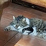 cat, sleeping, fluffy, fur, tile_floor, sunlight, indoor, resting, cozy, wooden_furniture, paw, animal, pet, relaxed, home, shadow, floor, tabby, domestic_cat, quiet