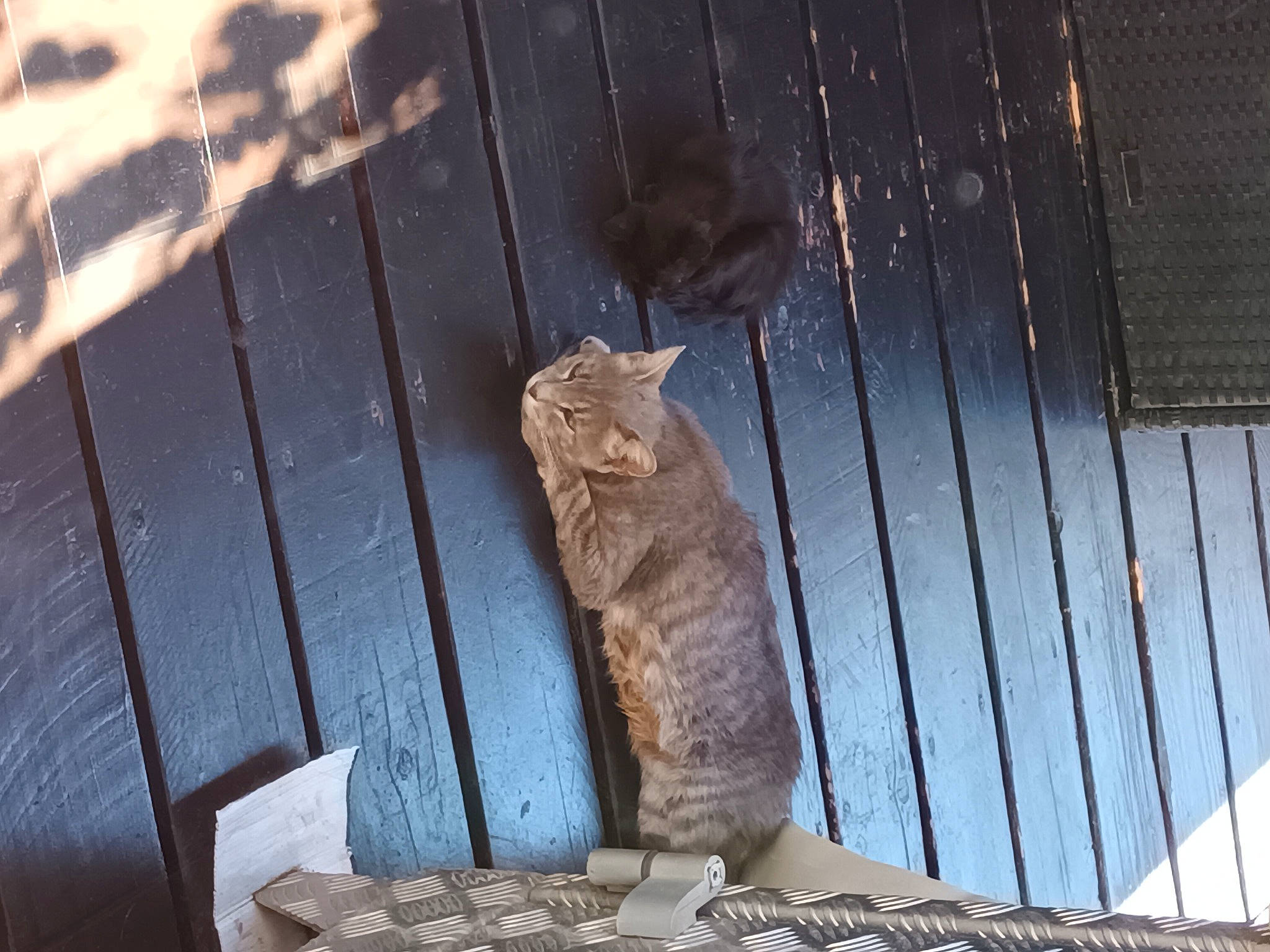 Niko participe au concours pour gagner de l'argent avec cette photo : carnivore, cat, domestic_short_haired_cat, eye, fawn, felidae, fur, grass, metal, sitting, small_to_medium_sized_cats, snout, tail, terrestrial_animal, tints_and_shades, trunk, whiskers, wildlife, window, wood