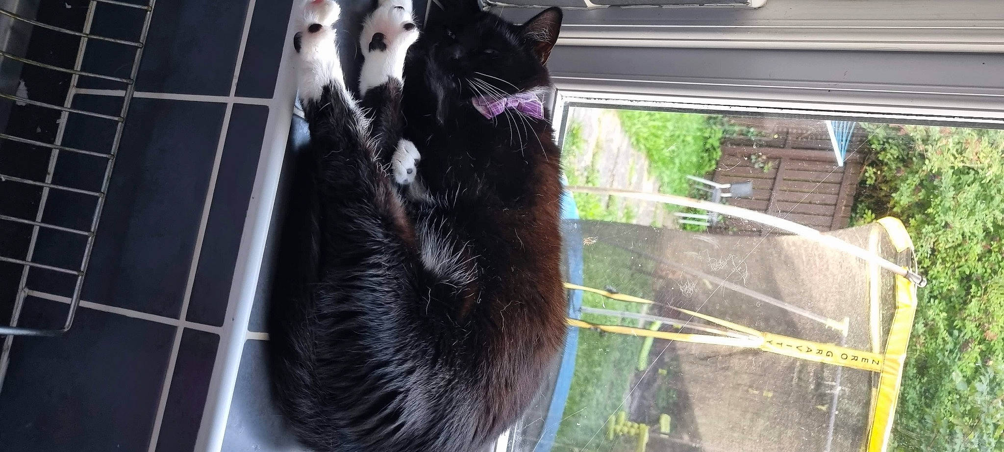 Luna is registered to the contest to win money with this photo: black_cat, canidae, carnivore, cat, claw, dog_breed, domestic_short_haired_cat, felidae, fur, grass, mammal, paw, plant, small_to_medium_sized_cats, snout, sporting_group, tail, vertebrate, whiskers, window