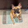 dog, french_bulldog, pet, animal, floor, bath_mat, tile_floor, indoor, cabinet, brown, tan, ears_up, looking_up, cute, small_dog, companion, domestic, household, waiting, alert