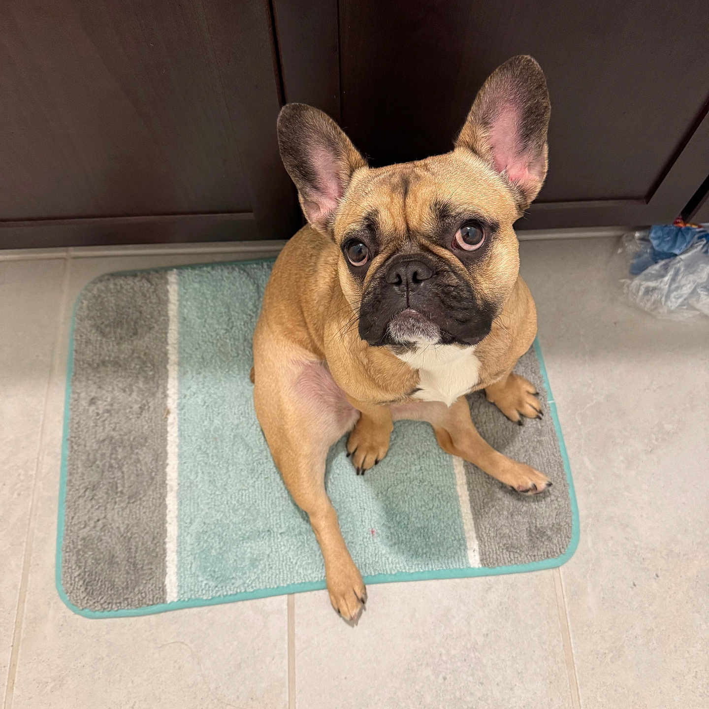 Ruby is registered to the contest to win money with this photo: alert, animal, bath_mat, brown, cabinet, companion, cute, dog, domestic, ears_up, floor, french_bulldog, household, indoor, looking_up, pet, small_dog, tan, tile_floor, waiting