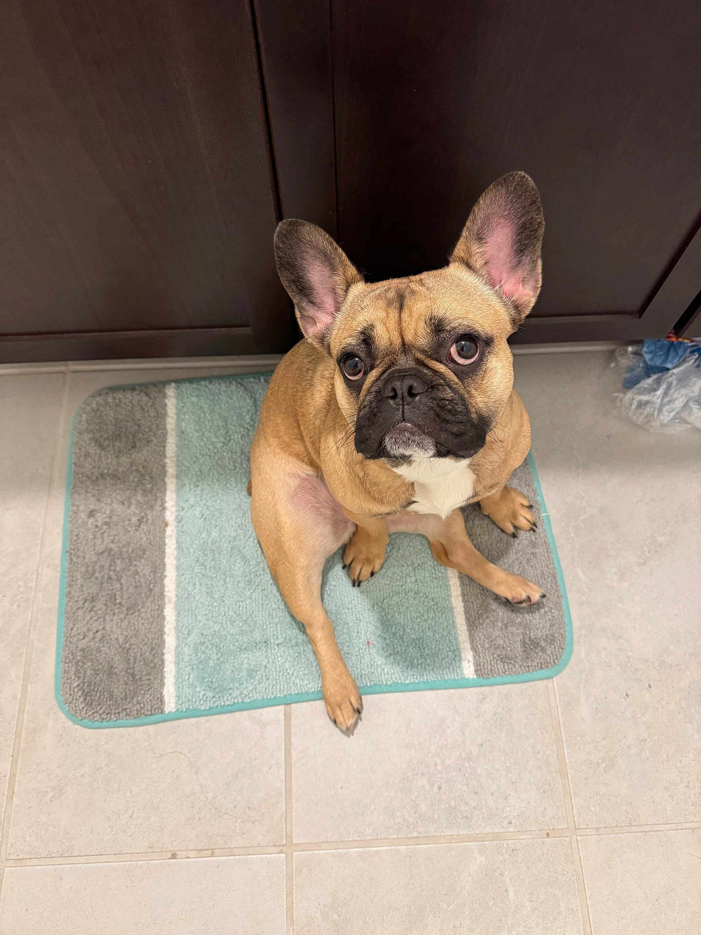 Ruby is registered to the contest to win money with this photo: dog, french_bulldog, pet, animal, floor, bath_mat, tile_floor, indoor, cabinet, brown, tan, ears_up, looking_up, cute, small_dog, companion, domestic, household, waiting, alert