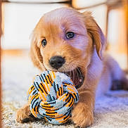 Gracie Girl joined the competition — help win amazing prizes! puppy, dog, toy, playful, golden_retriever, indoor, carpet, cute, pet, animal, closeup, young, chewing, colorful, soft, fur, nose, paw, background_blur, home