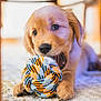 puppy, dog, toy, playful, golden_retriever, indoor, carpet, cute, pet, animal, closeup, young, chewing, colorful, soft, fur, nose, paw, background_blur, home
