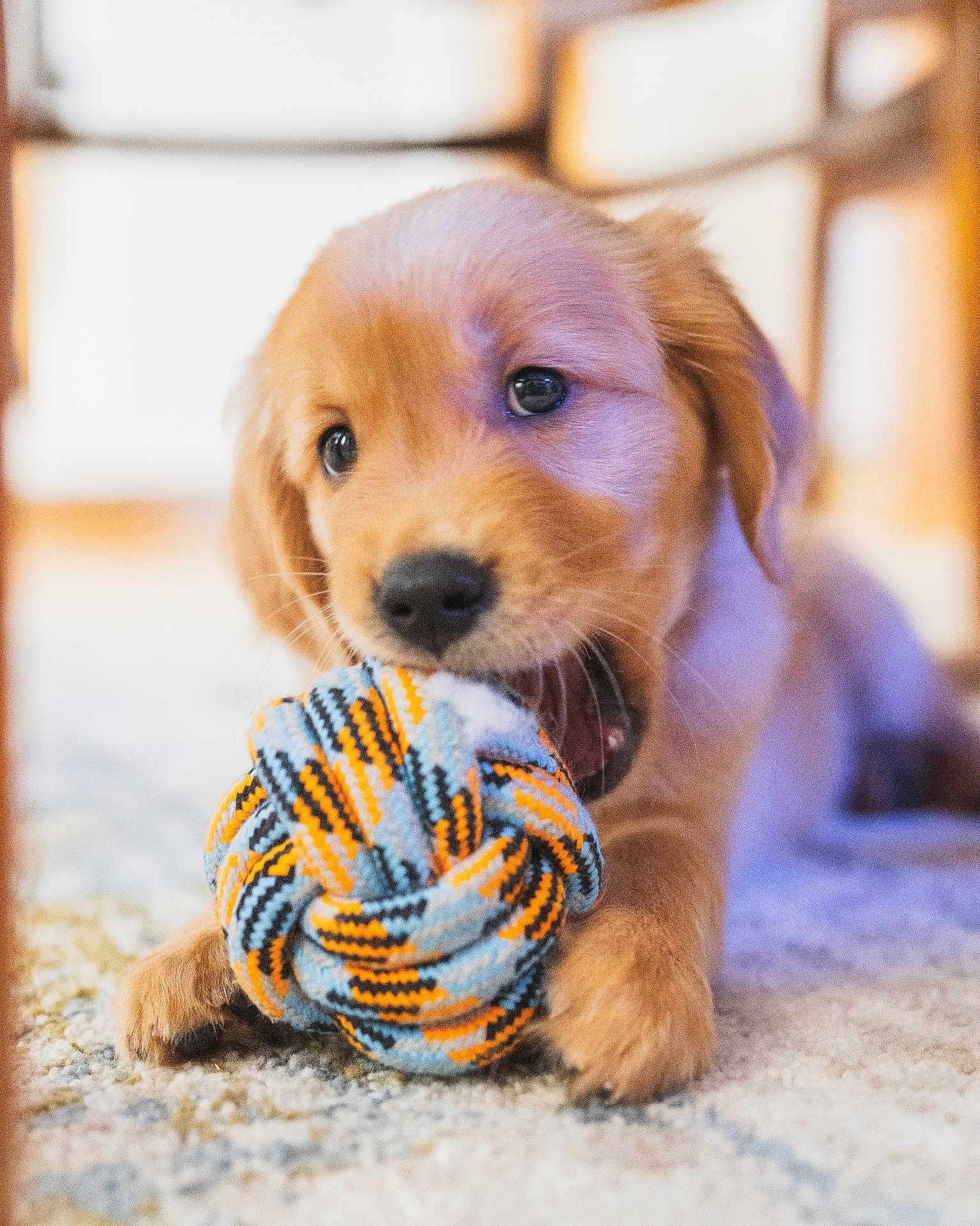 Gracie Girl joined the competition — help win amazing prizes! puppy, dog, toy, playful, golden_retriever, indoor, carpet, cute, pet, animal, closeup, young, chewing, colorful, soft, fur, nose, paw, background_blur, home