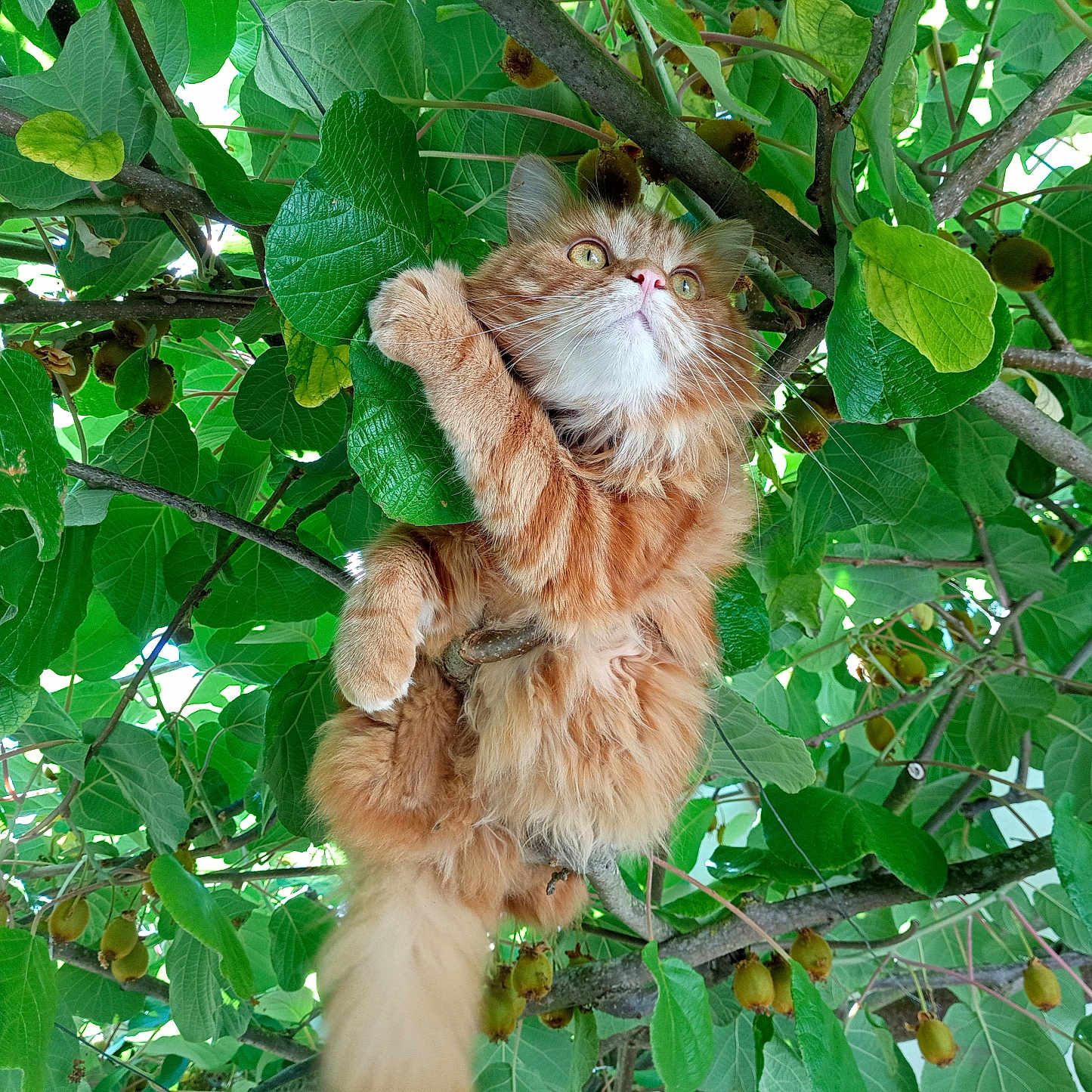 Simba participe au concours pour gagner de l'argent avec cette photo : animal, branches, cat, climbing, closeup, curious, daylight, fluffy, fur, greenery, leaves, mammal, nature, orange_cat, outdoor, pet, playful, tree, whiskers, wildlife