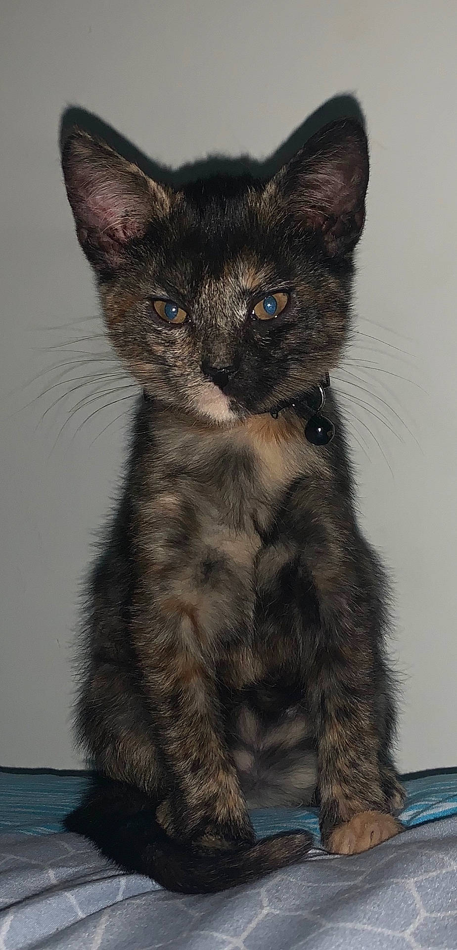 Onyx joined the competition — help win amazing prizes! abyssinian, angora, animal, brasssection, cat, egyptiancat, horn, kitten, manx, musicalinstrument, pet, siamese