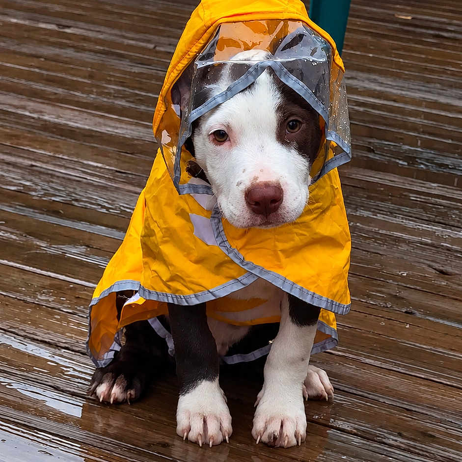 Baredyn Leii joined the competition — help win amazing prizes! puppy, dog, raincoat, hood, rainy, wet, outdoor, deck, wooden_deck, chair, portrait, sitting, white_fur, black_fur, brown_eyes, paws, pet, cute, closeup, rainy_weather