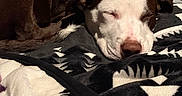 Baredyn Leii is registered to the contest to win money with this photo: dog, puppy, sleeping, sleepy, black_and_white, curled_up, blanket, bed, indoors, pet, animal, closeup, portrait, nose, closed_eyes, relaxed, cozy, patterned_fabric, resting, cute