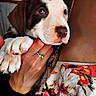 Baredyn Leii is registered to the contest to win money with this photo: puppy, dog, pet, animal, floppy_ears, black_and_white, brown_fur, white_fur, blue_eyes, nose, paw, person, face, hands, holding, cuddle, indoor, floral_fabric, portrait, closeup