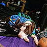 puppy, dog, pet, animal, hoodie, blue_clothing, sleepy, lying_down, face, eyes, paws, purple_blanket, bed, tattoos, socks, legs, indoor, cozy, room, portrait