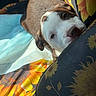 Baredyn Leii joined the competition — help win amazing prizes! dog, puppy, brown_and_white, pet, animal, face, portrait, close_up, sleepy, relaxed, lying_down, cushion, blanket, bedding, floral_pattern, colorful, indoors, cozy, whiskers, nose