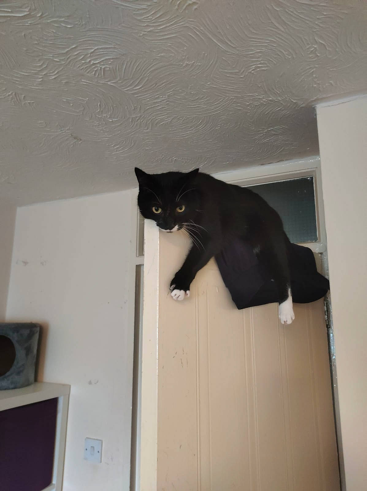 Bullet is registered to the contest to win money with this photo: black_cat, carnivore, cat, ceiling, domestic_short_haired_cat, door, felidae, fixture, flooring, fur, grey, hardwood, home_door, room, shadow, small_to_medium_sized_cats, tail, vertebrate, whiskers, wood