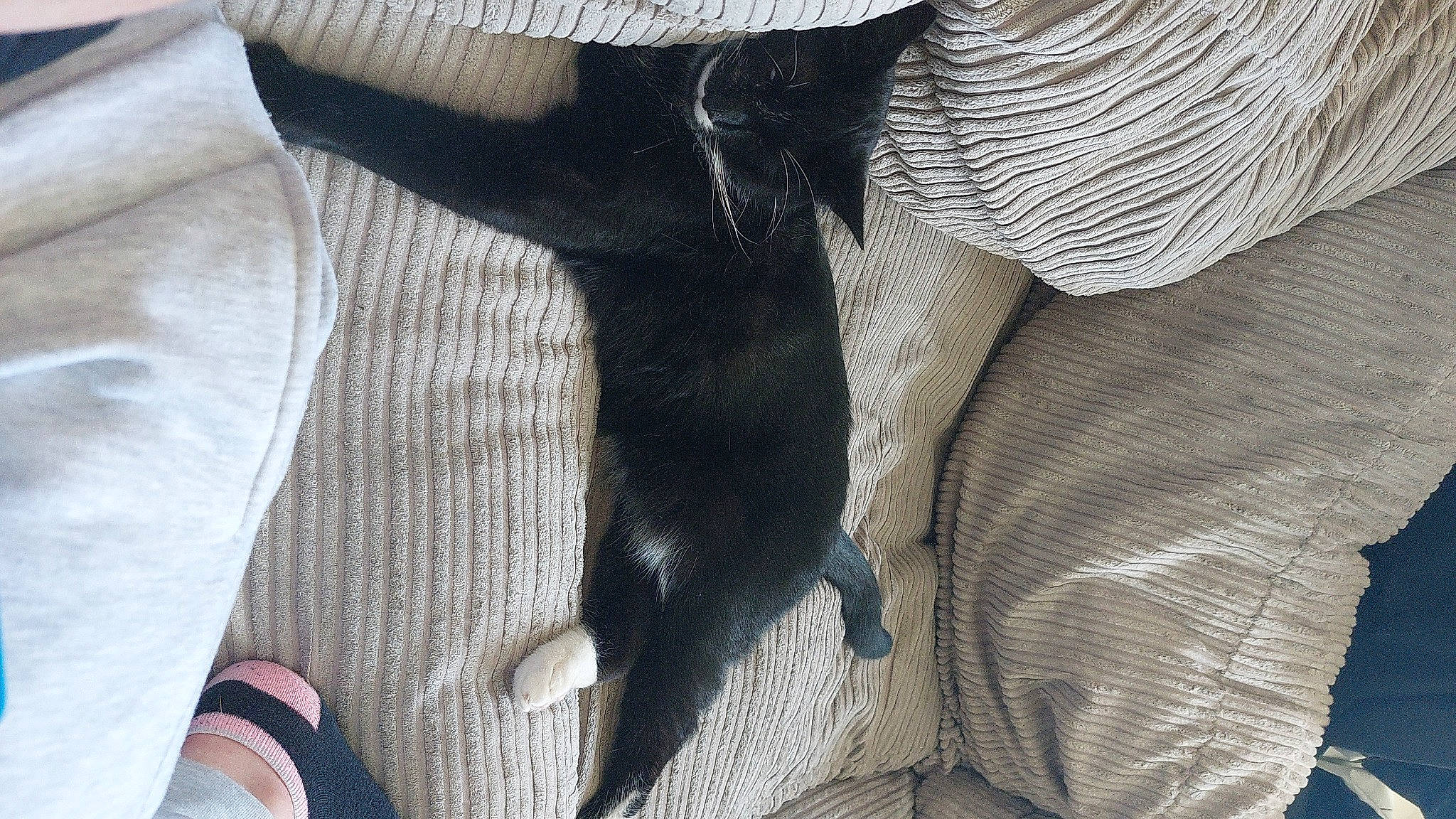 Bullet is registered to the contest to win money with this photo: beige, blazer, button, collar, comfort, denim, dress_shirt, electric_blue, fashion_accessory, fashion_design, formal_wear, fur, grey, human_leg, linens, pattern, plaid, sleeve, tartan, white