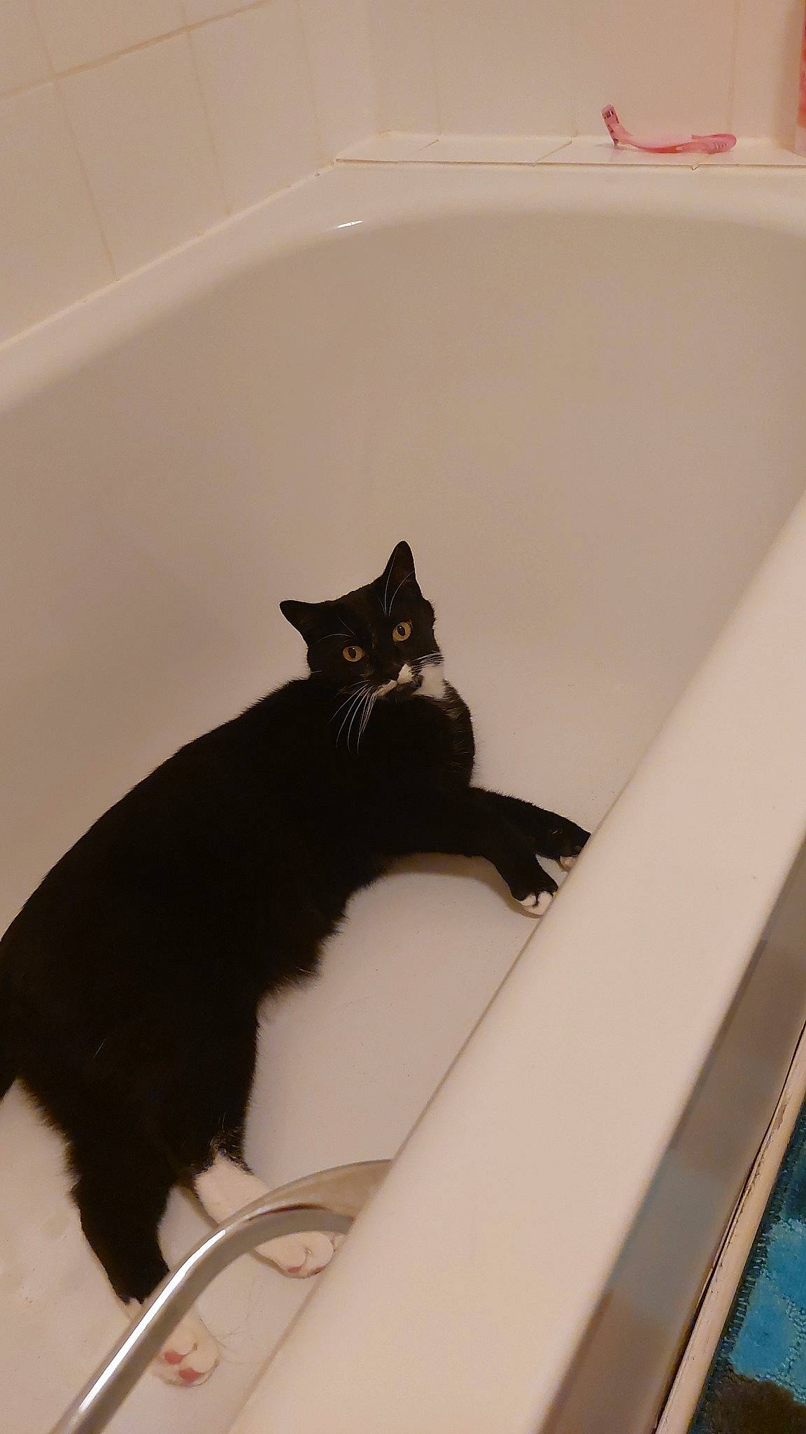 Bullet joined the competition — help win amazing prizes! bathroom, bathtub, black_cat, bombay, carnivore, cat, domestic_short_haired_cat, felidae, flooring, fur, pet_supply, plumbing, plumbing_fixture, room, small_to_medium_sized_cats, tail, tap, tints_and_shades, whiskers, window