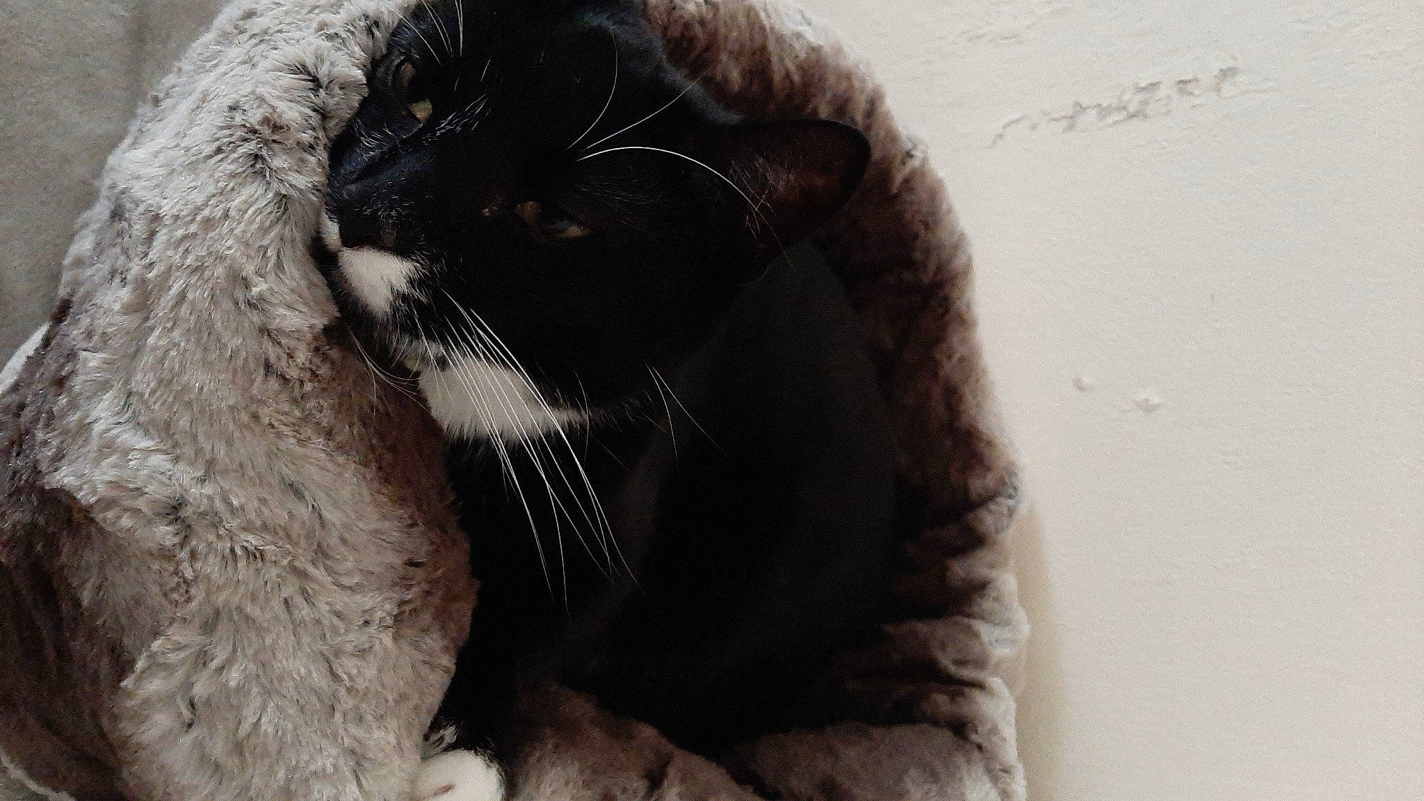 Bullet joined the competition — help win amazing prizes! beard, carnivore, cat, claw, comfort, dog_breed, domestic_short_haired_cat, fang, felidae, fur, grey, natural_material, paw, small_to_medium_sized_cats, snout, tail, terrestrial_animal, whiskers, wildlife