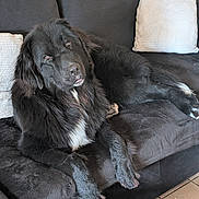 Appy a rejoint le concours — aidez-le/la à gagner de superbes lots ! animal, black_dog, companion, couch, cozy, dog, domestic, floor_tiles, fur, furniture, home, indoor, large_dog, looking_at_camera, mammal, pet, pillows, relaxed, resting, white_patch