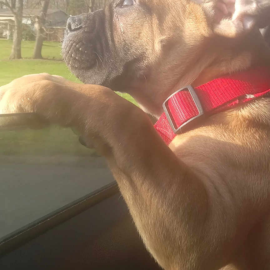 Lilly is registered to the contest to win money with this photo: animal, brown_fur, car, curious, daytime, dog, domestic_animal, ears, grass, looking_out, muzzle, nature, outdoor, pet, puppy, red_collar, side_view, sunlight, trees, window