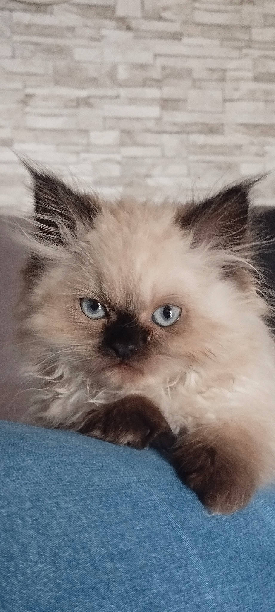 Oreo