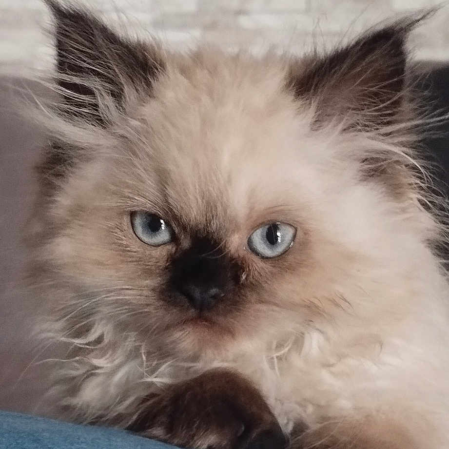 Oreo