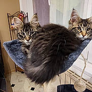 Bounty Et Bianca participe au concours pour gagner de l'argent avec cette photo : cat, kitten, tabby, indoor, pet, feline, hammock, cat_bed, window, curious, fluffy, resting, cozy, fur, ears, eyes, animal, cute, companions, lounge