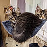cat, kitten, tabby, indoor, pet, feline, hammock, cat_bed, window, curious, fluffy, resting, cozy, fur, ears, eyes, animal, cute, companions, lounge