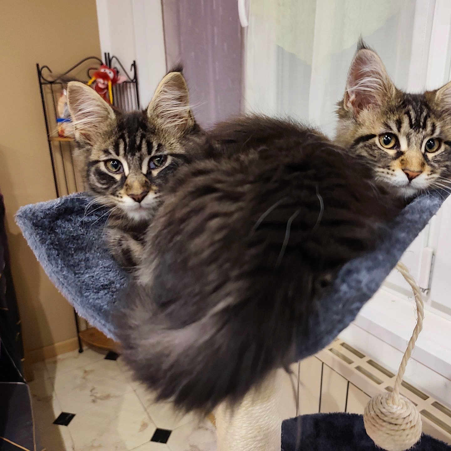 Bounty Et Bianca participe au concours pour gagner de l'argent avec cette photo : cat, kitten, tabby, indoor, pet, feline, hammock, cat_bed, window, curious, fluffy, resting, cozy, fur, ears, eyes, animal, cute, companions, lounge