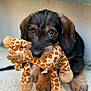 puppy, dog, toy, plush, giraffe_toy, pet, animal, cute, young_dog, fur, brown, black, floor, indoor, closeup, face, eyes, playful, sitting, adorable