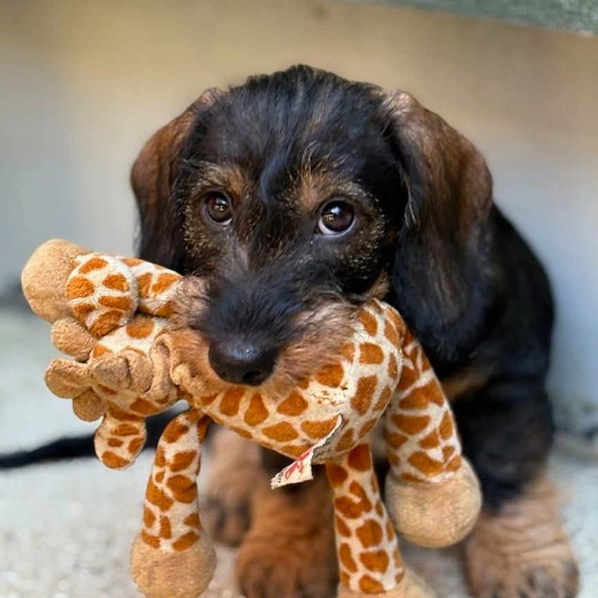 Albéric participe au concours pour gagner de l'argent avec cette photo : adorable, animal, black, brown, closeup, cute, dog, eyes, face, floor, fur, giraffe_toy, indoor, pet, playful, plush, puppy, sitting, toy, young_dog