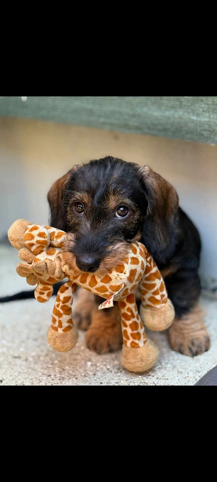 Albéric participe au concours pour gagner de l'argent avec cette photo : puppy, dog, toy, plush, giraffe_toy, pet, animal, cute, young_dog, fur, brown, black, floor, indoor, closeup, face, eyes, playful, sitting, adorable