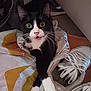 Abby a rejoint le concours — aidez-le/la à gagner de superbes lots ! cat, tuxedo_cat, pet, indoor, plastic_bag, sneakers, white_paws, whiskers, curious, wide_eyes, floor, shoe, black_and_white, animal, feline, domestic_cat, relaxed, close_up, playful, household