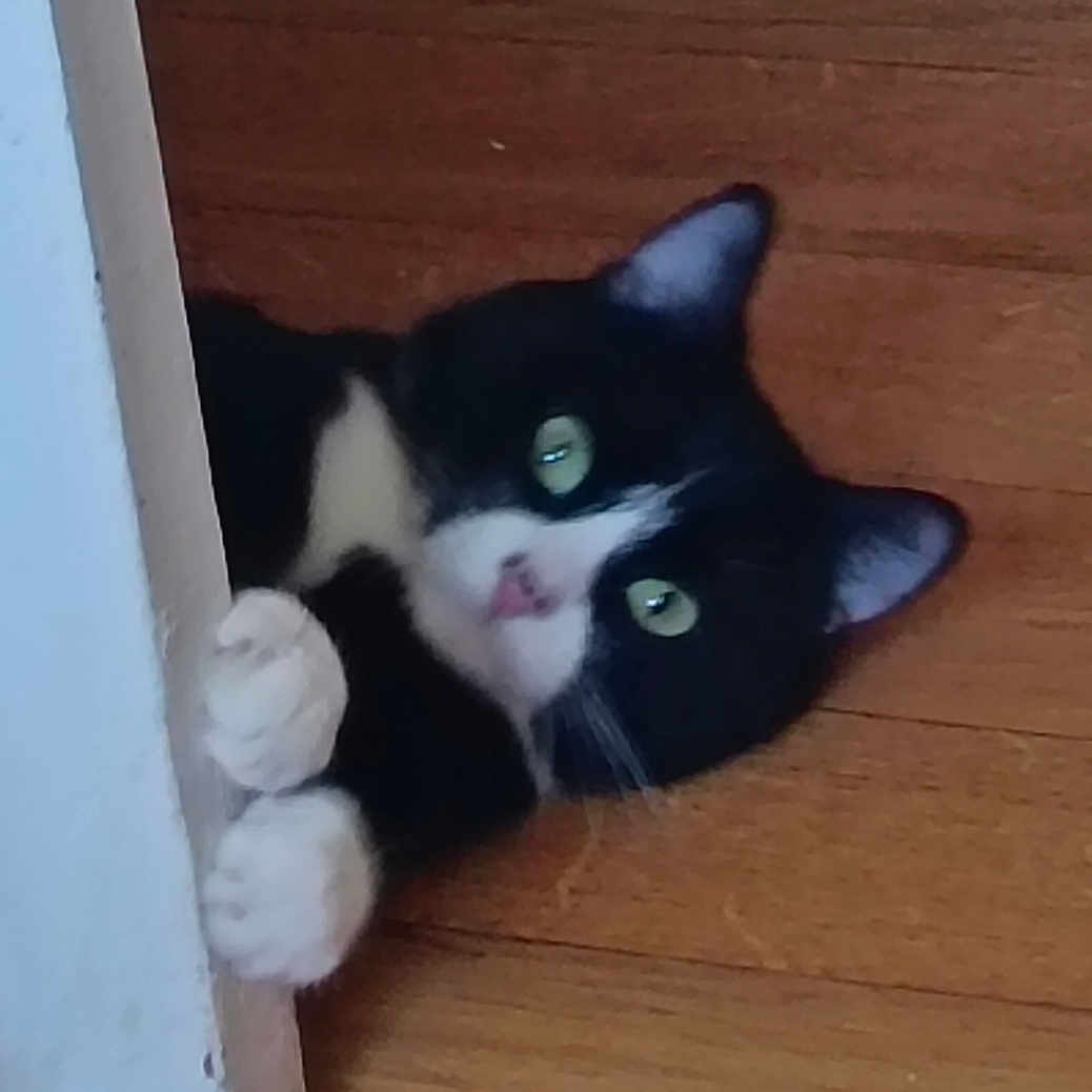 Abby a rejoint le concours — aidez-le/la à gagner de superbes lots ! animal, black_and_white, cat, close_up, curious, cute, domestic, ears, face, feline, green_eyes, indoor, looking, nose, paws, peeking, pet, playful, whiskers, wooden_floor