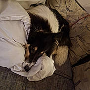 Shaye is registered to the contest to win money with this photo: dog, sleeping, blanket, couch, indoor, pet, fur, resting, cozy, animal, comfort, canine, home, living_room, pillow, relaxation, domestic_animal, brown, white, black