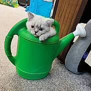 Luna is registered to the contest to win money with this photo: kitten, cat, watering_can, green, indoor, carpet, curious, cute, pet, animal, small, white_fur, feline, playful, cozy, household, closeup, young, resting, adorable