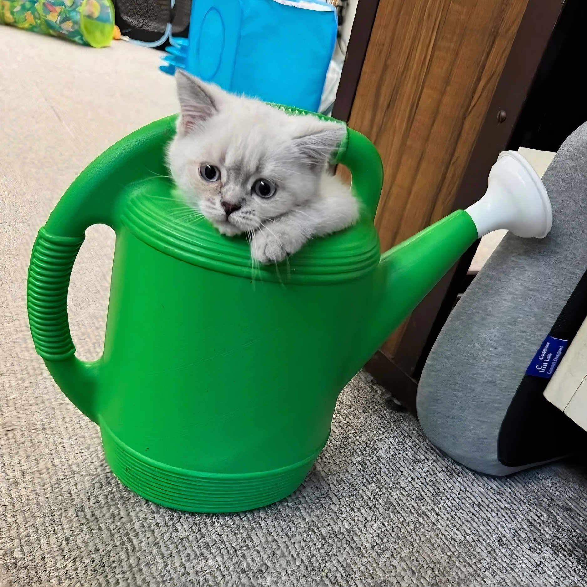Luna is registered to the contest to win money with this photo: adorable, animal, carpet, cat, closeup, cozy, curious, cute, feline, green, household, indoor, kitten, pet, playful, resting, small, watering_can, white_fur, young