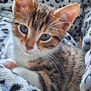 Luna joined the competition — help win amazing prizes! kitten, cat, feline, pet, animal, fur, whiskers, ears, paws, blanket, pattern, soft, cozy, cute, domestic_animal, young, resting, indoor, closeup, curious